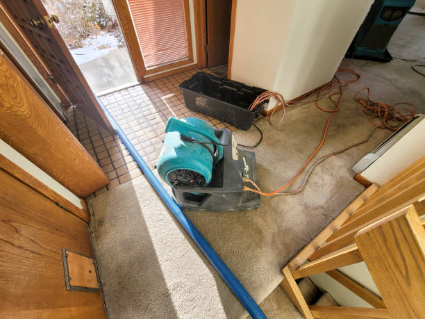 Best Water damage cleanup near me  in Black Hammock, FL